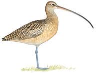 The Eskimo Curlew Hasn't Been Seen in 55 Years. Is It Time to Declare ...