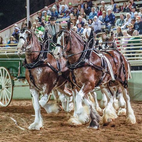 Draft Horse Classic and Harvest Fair in Grass Valley September 22 – 25 ...