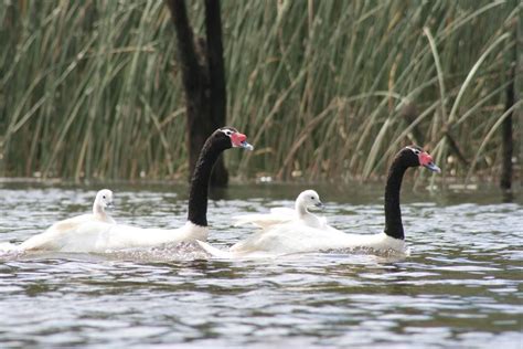 Inició el Segundo Concurso Fotográfico de los Humedales de Valdivia ...