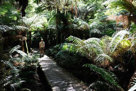 Great Otway National Park on Great Ocean Road