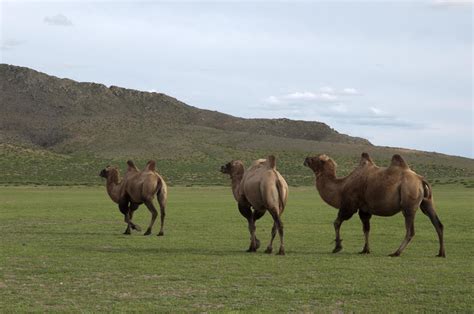 Three wild bactrian camels, camelus ferus, walking free in the ...