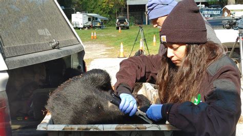 NJ bear hunt final numbers sees 330 killed during archery 2023