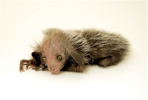 The Denver Zoo's Rare Baby Aye-Aye Has the Most Striking Peepers