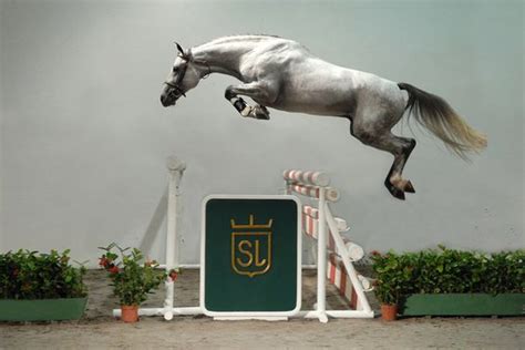 Jumping horses, Horses and High jump on Pinterest