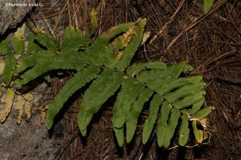 Polypodium fraternum · iNaturalist