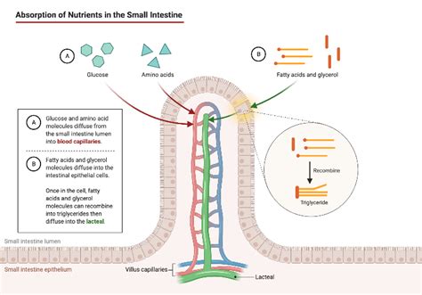 Absorption of Nutrients in the Small Intestine | BioRender Science Templates