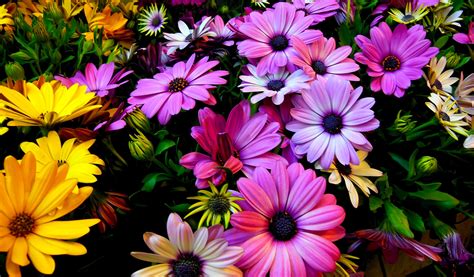 Spring Floral Desktop Wallpapers - Top Free Spring Floral Desktop Backgrounds - WallpaperAccess