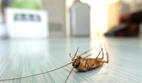 How to Get Rid Of Household Pests in Your Home - Safe-Killer.com