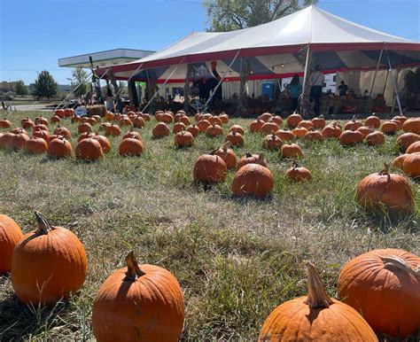 Photos: Hale's Fall Harvest ready for pumpkin & mum season | Sedalia Democrat