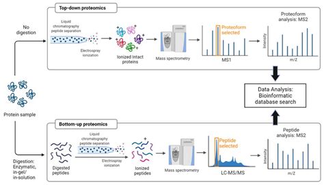 Molecules | Free Full-Text | Applications of Tandem Mass Spectrometry (MS/MS) in Protein ...