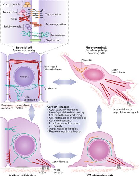 Developmental Mechanism - Epithelial Mesenchymal Transition - Embryology