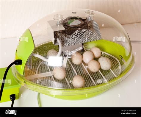 Small modern incubator for various egg sizes with turning motor and ventilation Stock Photo - Alamy