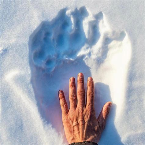 Human hand compared to a Polar Bear paw. : r/Ytqaz2019