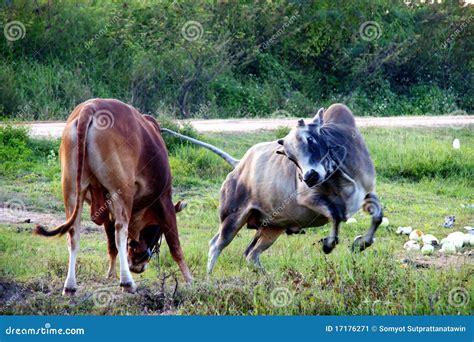 Cows Fight Stock Image - Image: 17176271