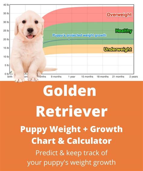 Golden Retriever Puppy Weight Chart