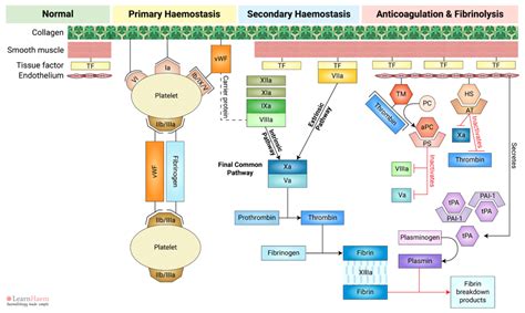 Haemostasis and Thrombosis (Advanced) - LearnHaem | Haematology Made Simple