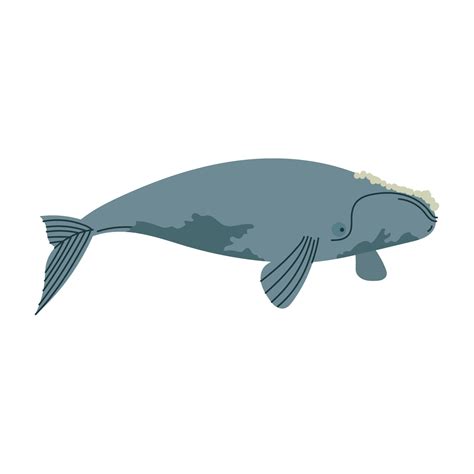 right whale animal 11454847 Vector Art at Vecteezy