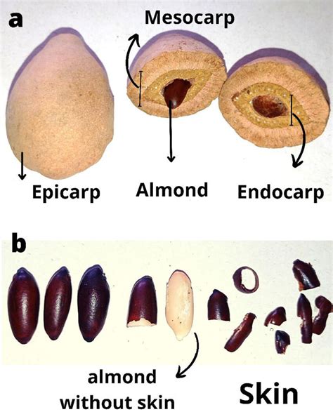 Whole baru fruit and cross-section (a) and almonds with and without the... | Download Scientific ...