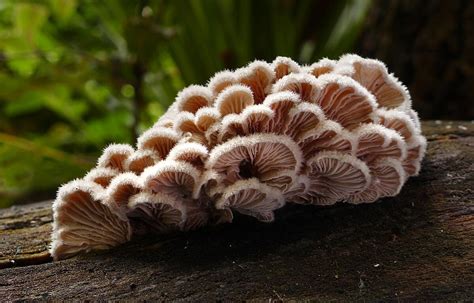 Biology:Schizophyllum commune - HandWiki