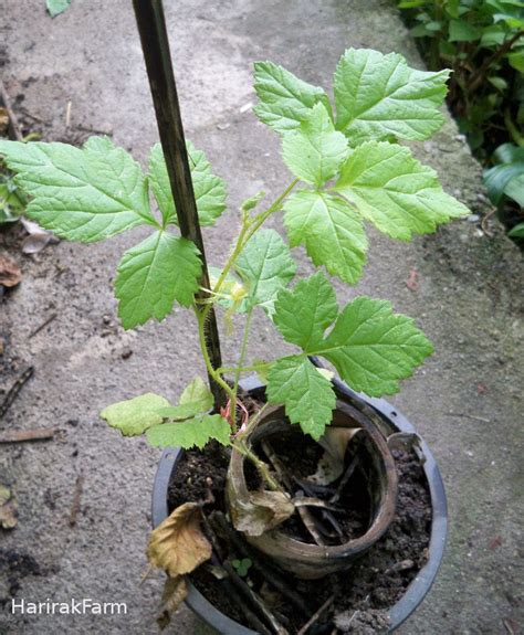 Raspberry seedlings