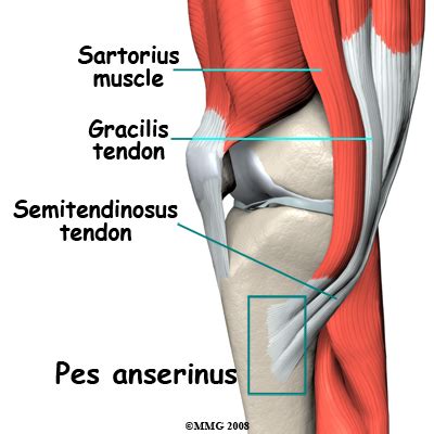 Physical Therapy in Middleton for Knee - Pes Anserine Bursitis