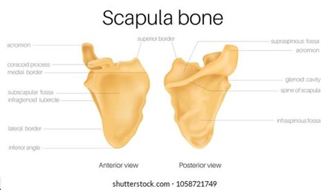 27.042 A Scapula Bilder, Stockfotos und Vektorgrafiken | Shutterstock