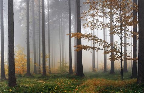 Misty Forest Wallpapers - Wallpaper Cave