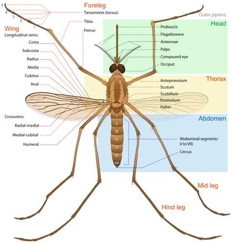 Mosquito Anatomy Diagram - Insect Pictures, Photos & Images of Animals