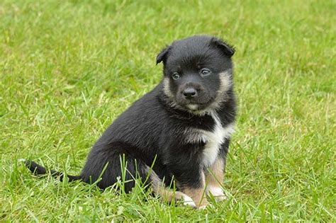 Lapponian Herder (Lapponian Herder) Puppies For Sale