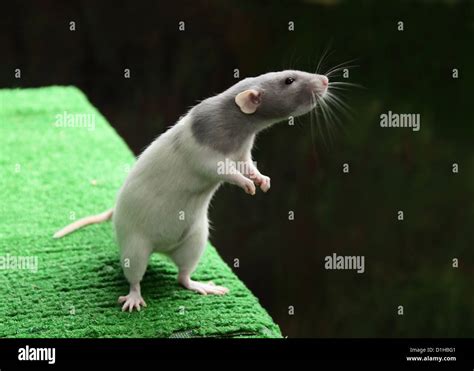 Rat standing up Stock Photo - Alamy