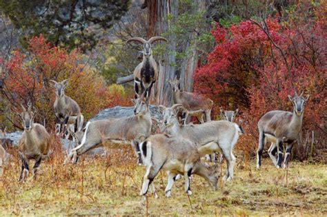 ROSPHOTO Wildlife of China