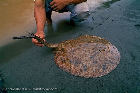 Freshwater Stingray, (Potamotrygon sp.) | WILDTROPIX | ANDRE BAERTSCHI