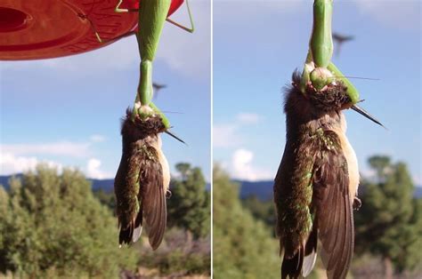 Chilling photo shows praying mantis devouring hummingbird head-first