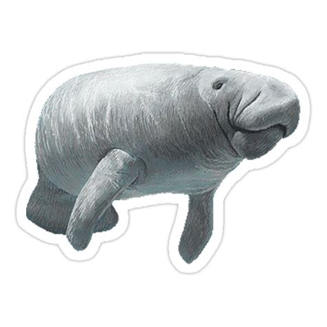 "Manatee" Stickers by gabicozz | Redbubble