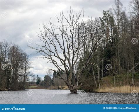 Landscape by the Lake, Large Withered Tree Silhouette in the Water ...