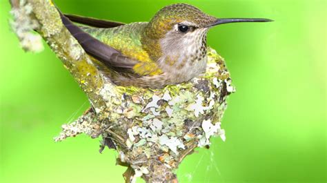 4 LIVE Hummingbird Cams (Watch hummers RIGHT NOW) - Bird Watching HQ