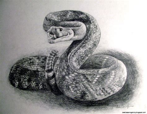 Snake Drawings In Pencil at PaintingValley.com | Explore collection of Snake Drawings In Pencil