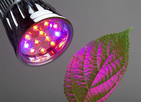 Red Light Or Blue Light For Plants - Effects Of Red And Blue Light On Plants | Artificial plant ...