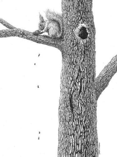 Squirrel In Tree Drawing at PaintingValley.com | Explore collection of Squirrel In Tree Drawing