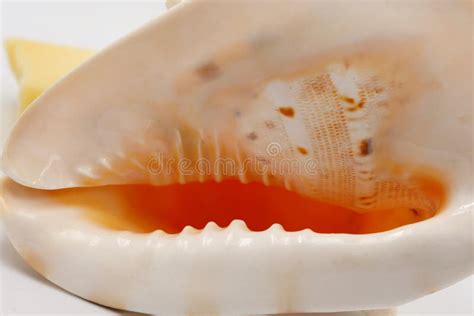 Texture of a White Seashell Close-up, Sea Shell Macro Stock Image - Image of background, shape ...