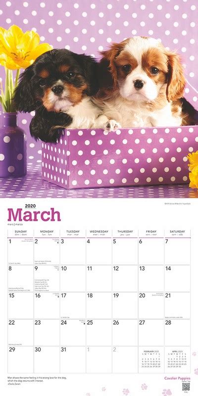 Cavalier King Charles Spaniel Puppies - 2020 Wall Calendar, Animals Dog ...