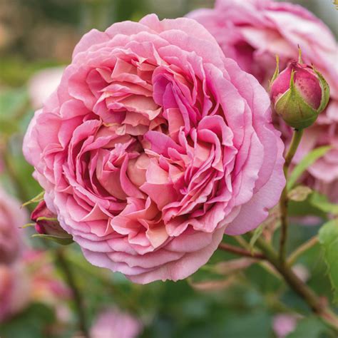 22 of Our Favorite Fragrant Roses | Flower Magazine