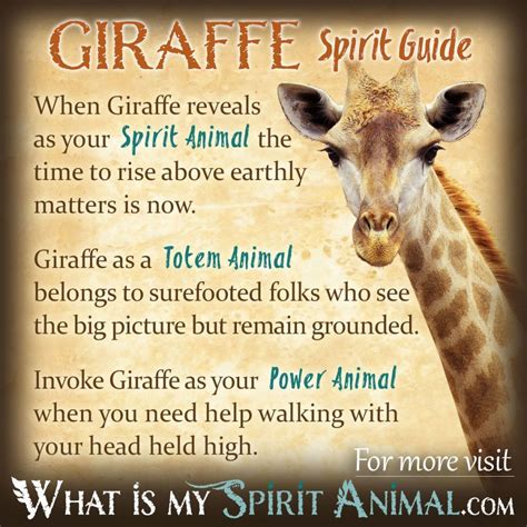 Giraffe Symbolism & Meaning | Spirit, Totem, & Power Animal