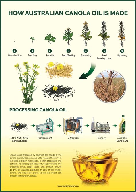 What is Canola Oil?