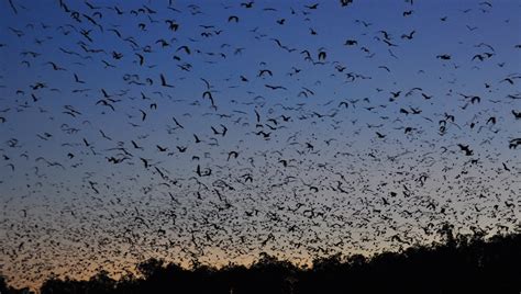 Conservation of Australian Flying Foxes - Tolga Bat Hospital