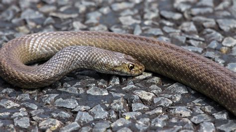 Fact File: Dugite (Pseudonaja affinis) - Australian Geographic