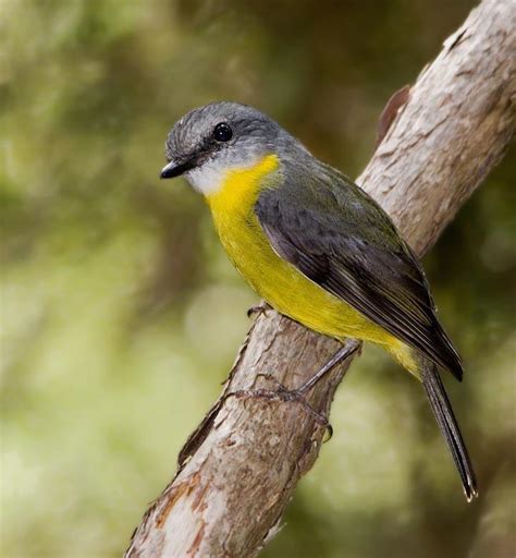 Eastern Yellow Robin (Eopsaltria australis) | BIRDS in BACKYARDS