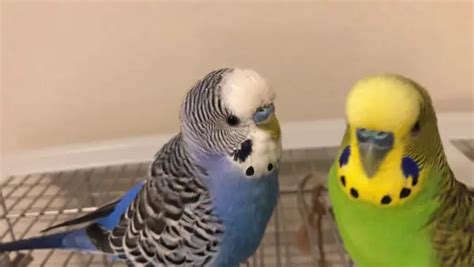 Can Budgies Talk? Do They Mimic Human Speeches?