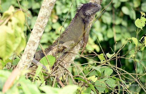 Panama Wildlife – Ramdas Iyer Photography