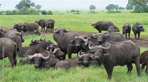 Herd of African buffalo or Cape buffalo´s (Syncerus caffer) on the vast grassy planes of the ...